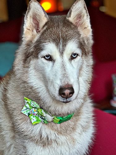 Customer photo review of Add a matching flower or bow tie Collar