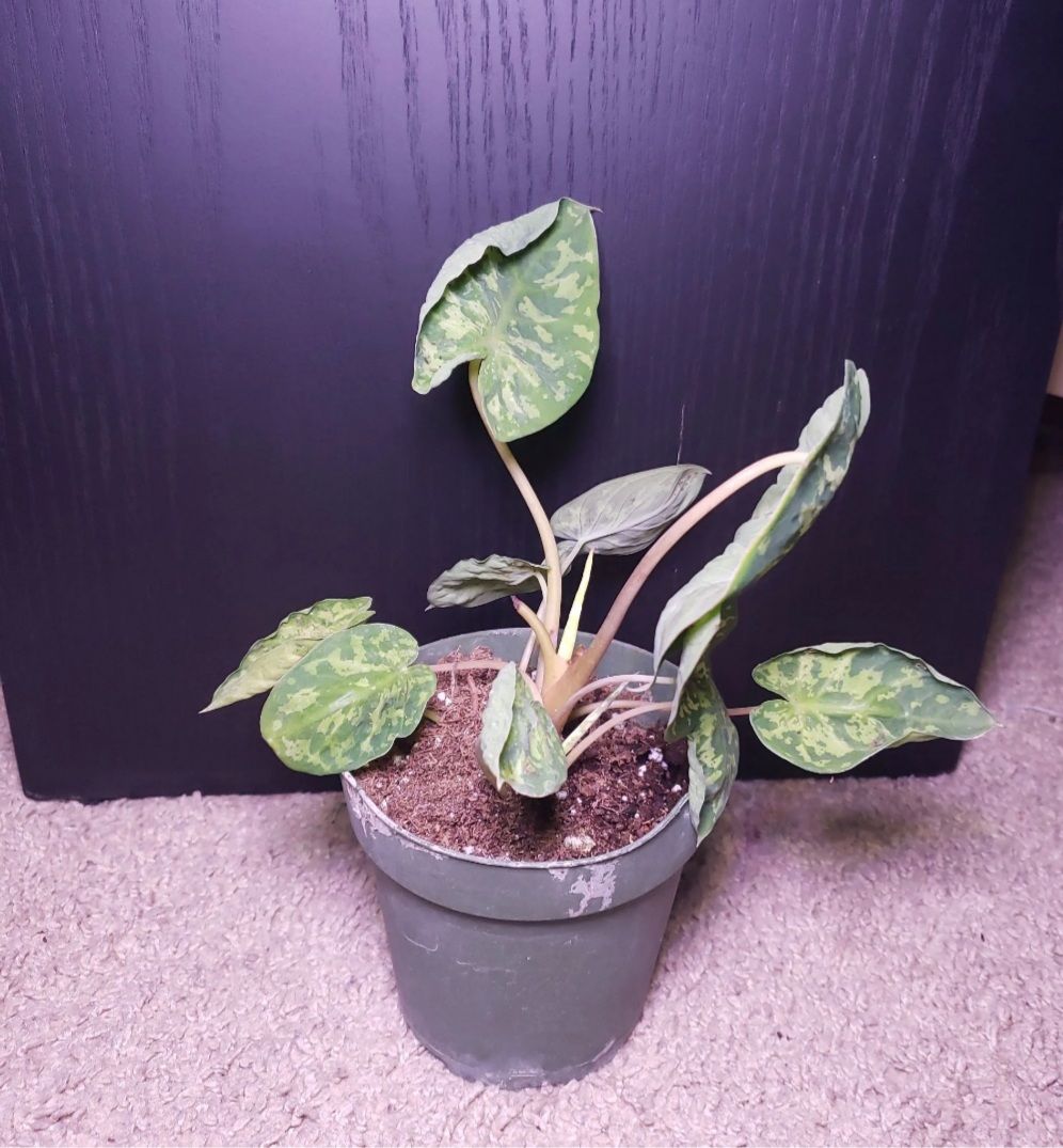 Customer photo review of 4" Caladium praetermissum 'Hilo Beauty'