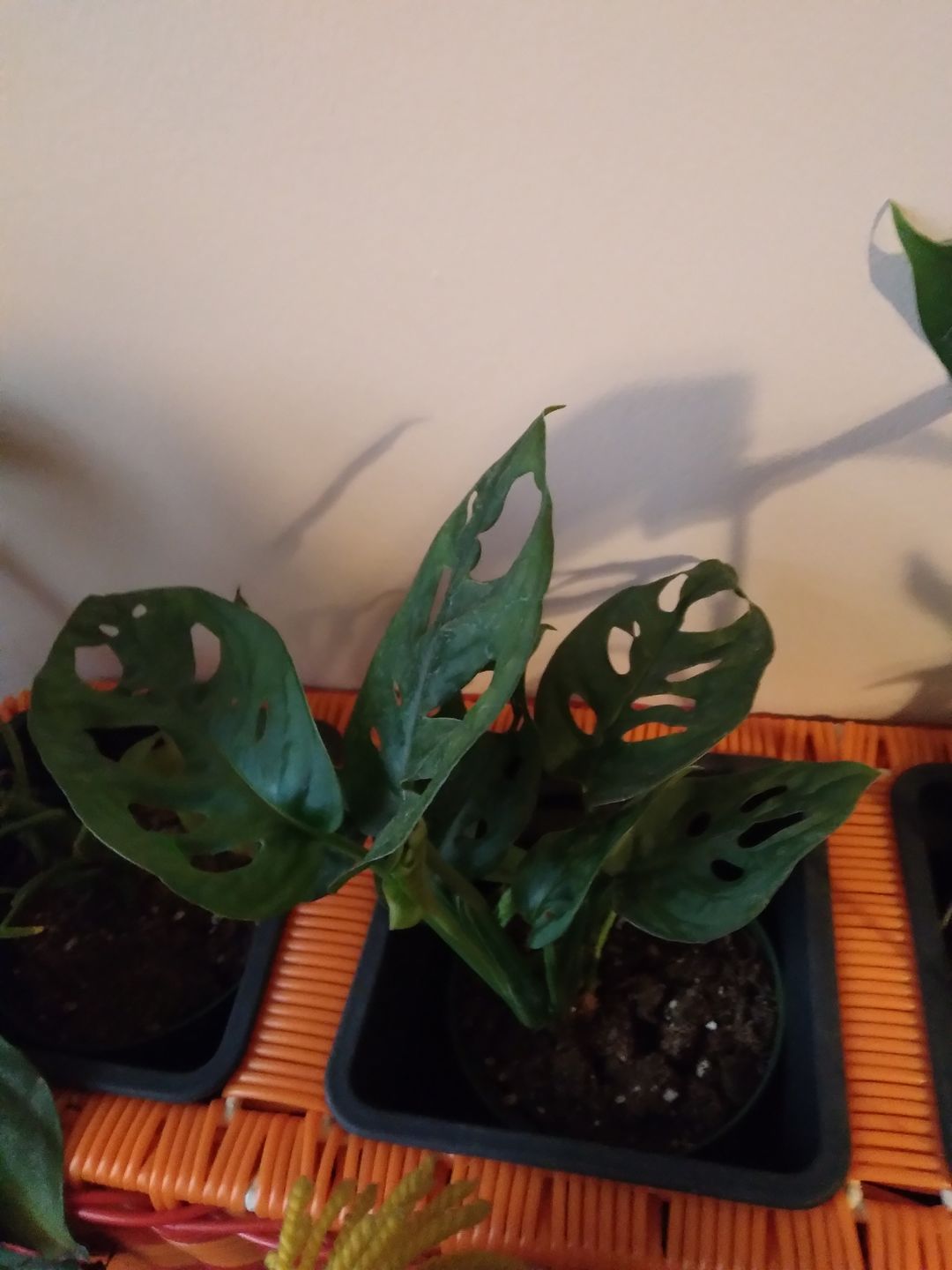Customer photo review of 4" Monstera adansonii Wide Leaf