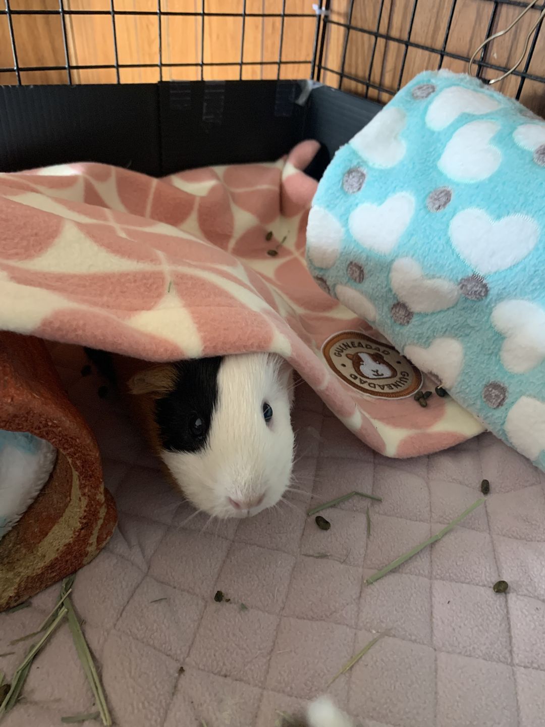 Customer photo review of Crunchy Condo (3 Pack)