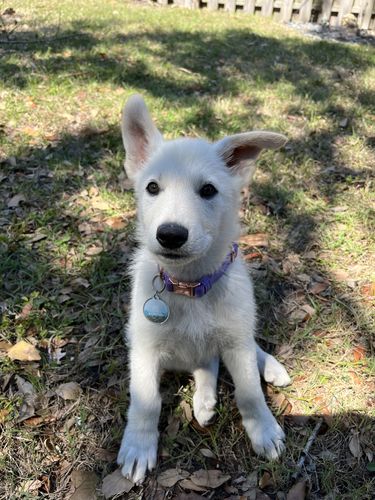 Customer photo review of Explorer