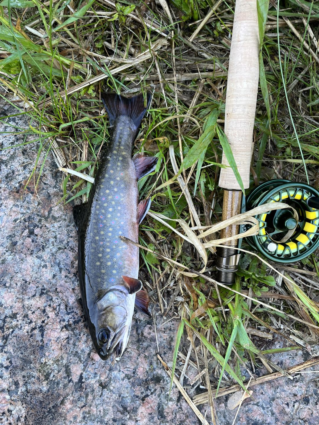 Customer photo review of Galvan Brookie Fly Reel