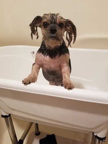 Customer photo review of Pet Shampoo - Cedarwood & Sage