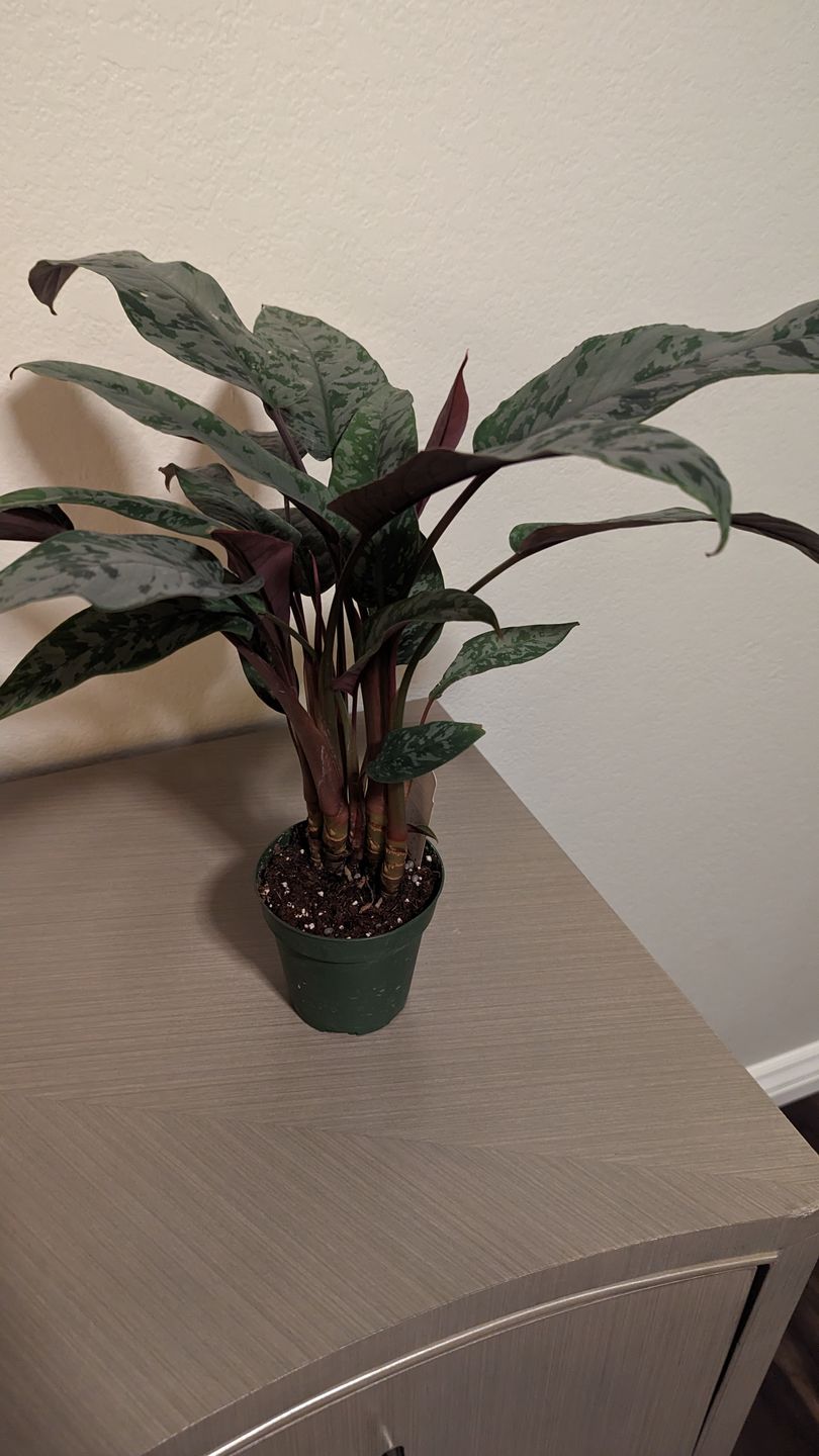 Customer photo review of 4" Apoballis acuminatissima 'Lavallaei'