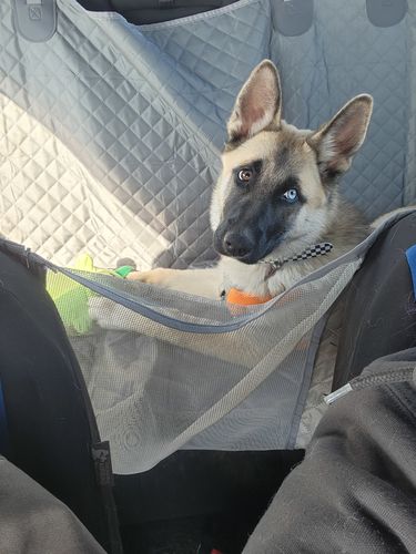 Customer photo review of Waterproof Non-Slip Car Seat Hammock Cover With Pockets, Side Flaps, Headrest Straps, Seat-Anchors, & Mesh Window (+FREE SAFETY BELT!)