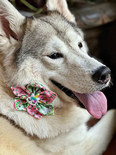Customer photo review of St Patrick's dog collar with flower - Pink Unicorn