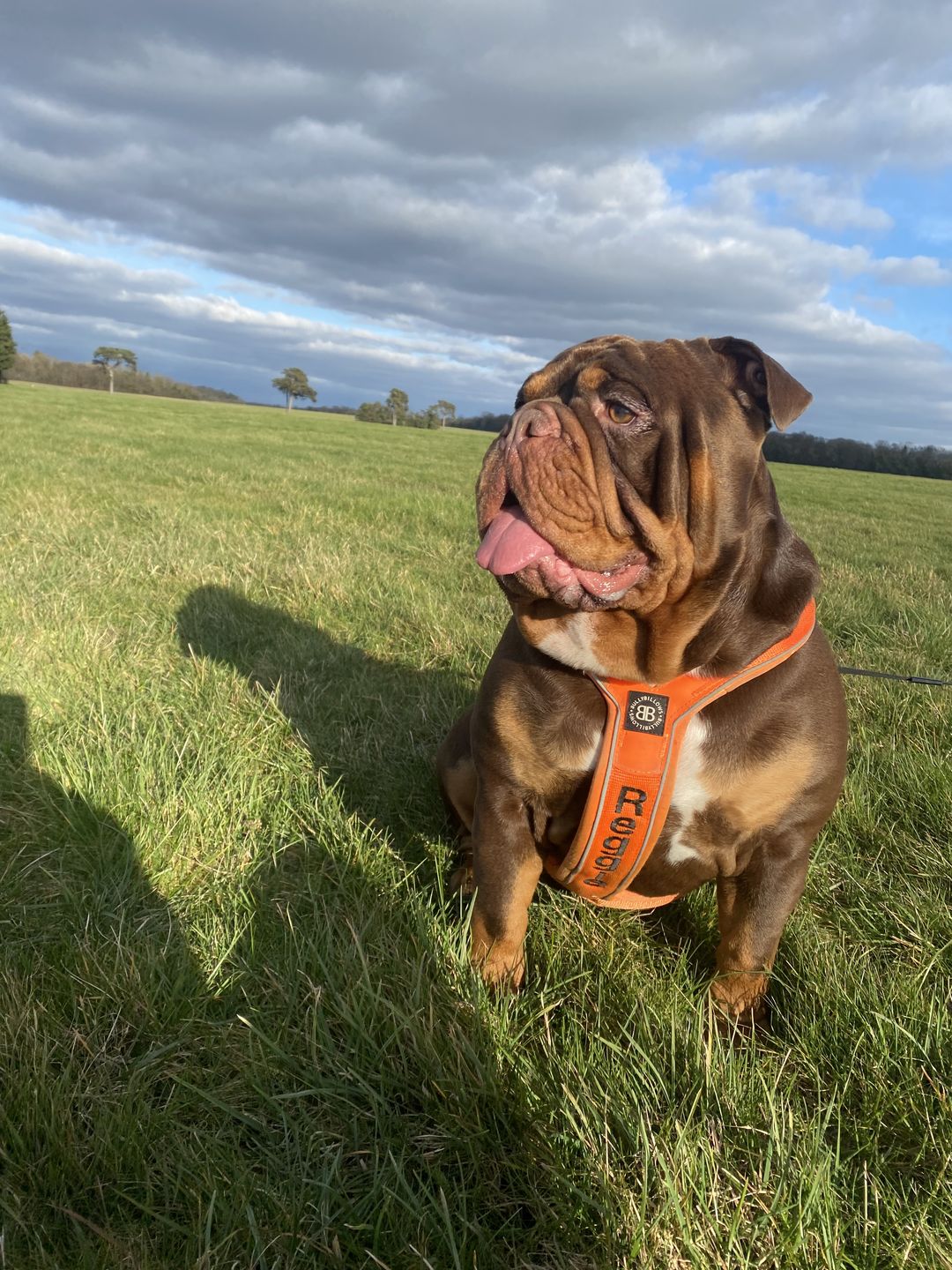 Customer photo review of RR - Slip on Padded Comfort Harness | Non Restrictive & Reflective - Orange