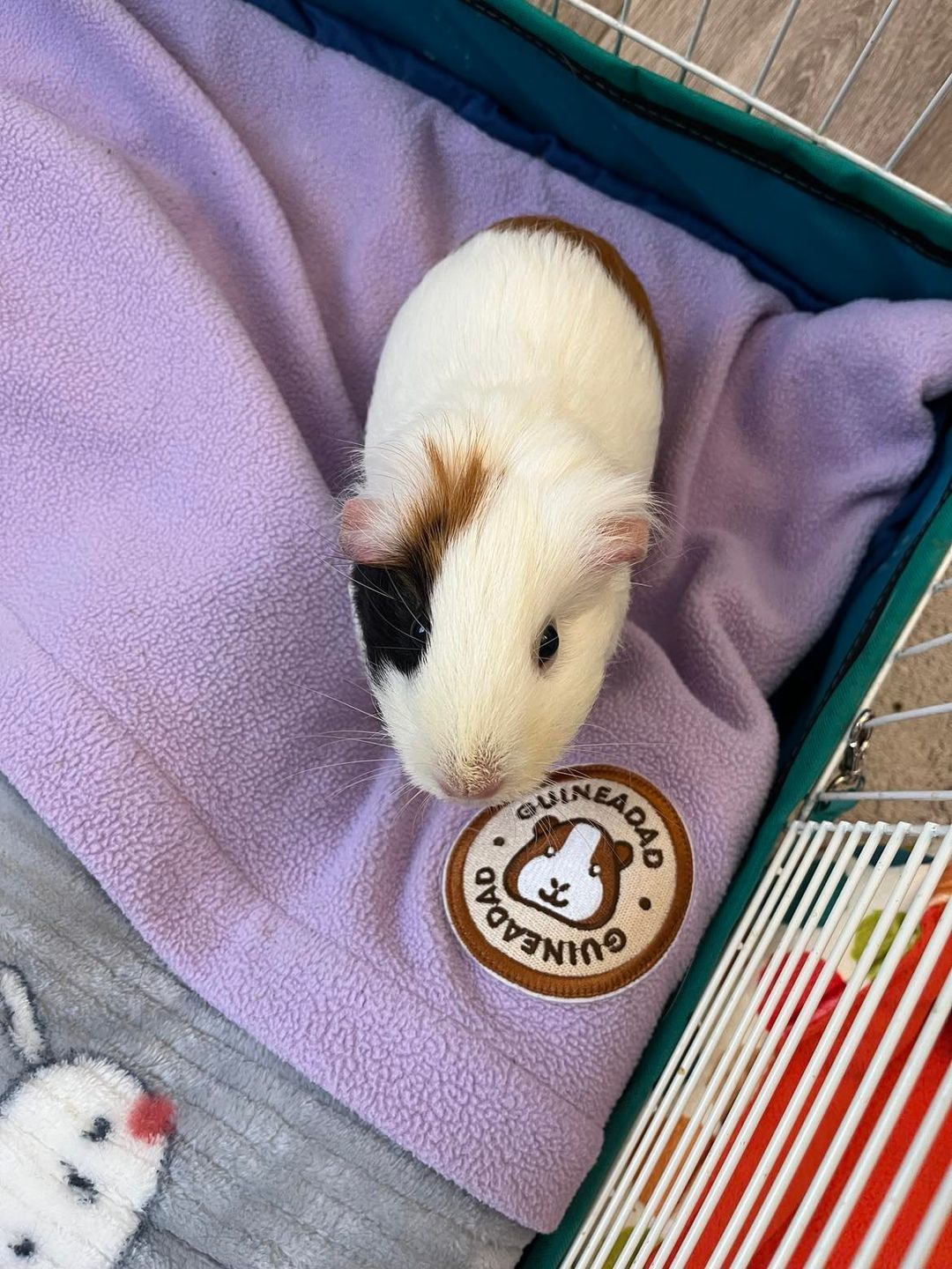 Customer photo review of GuineaDad Liner - Guinea Pig Fleece Liner with Pockets