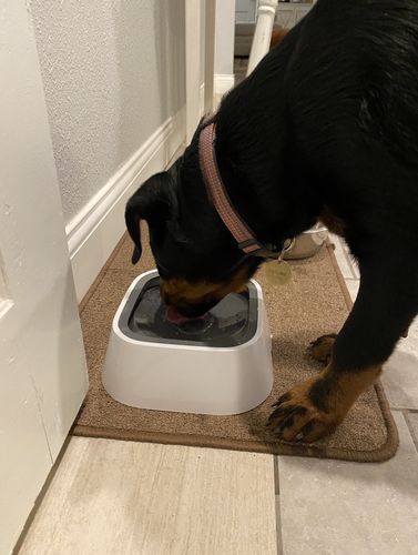 Customer photo review of Sip n' Stay Bowl™