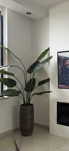 Customer photo review of Kunst Bananenplant Serie A 150cm
