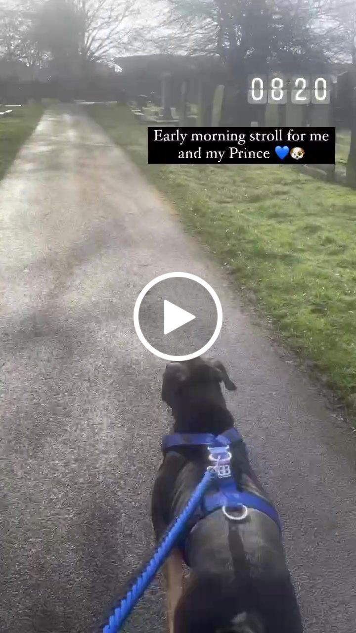 Customer video review of TRI-Harness® | Anti-Pull, Adjustable & Durable - Dog Trainers Choice -  Blue v2.0