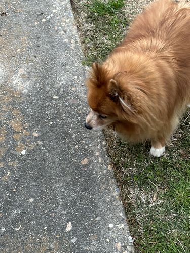 Customer photo review of Pink Silicone