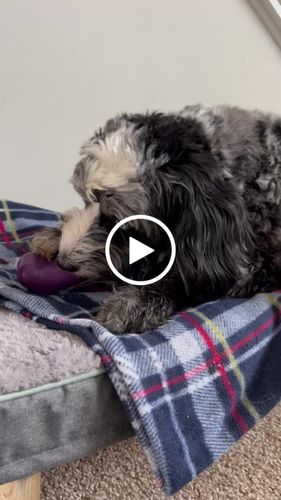 Customer video review of Freezbone