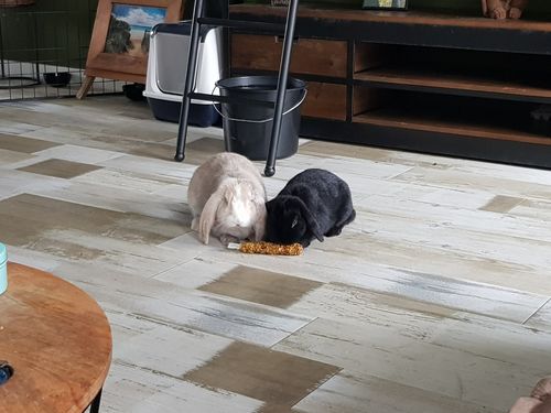 Customer photo review of Scindapsus Pictus Kunst Hangplant 90cm