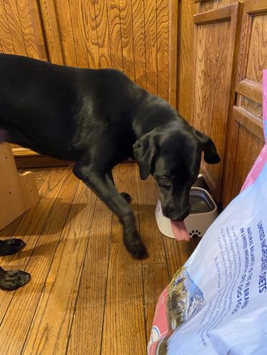 Customer photo review of Sip n' Stay Bowl™