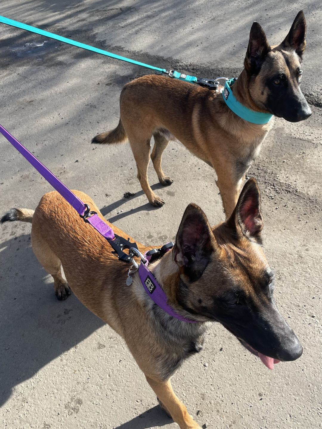 Customer photo review of 5cm Combat® Collar | Rated Clip - NO HANDLE - Turquoise v2.0