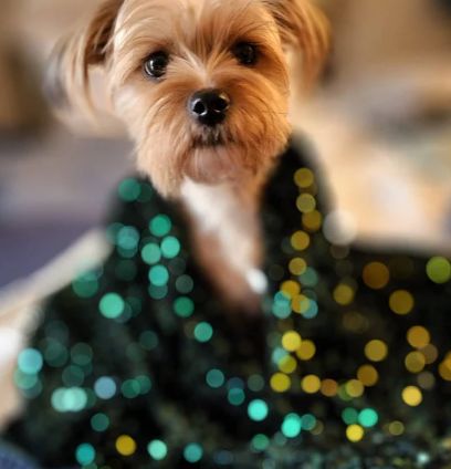 Customer photo review of Hunter Green Sequin On Velvet