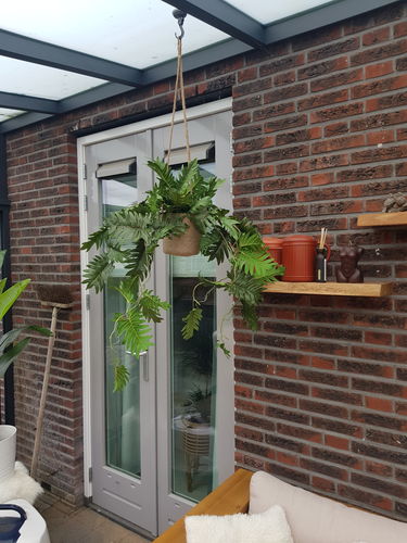 Customer photo review of Philodendron Kunst Hangplant 95cm