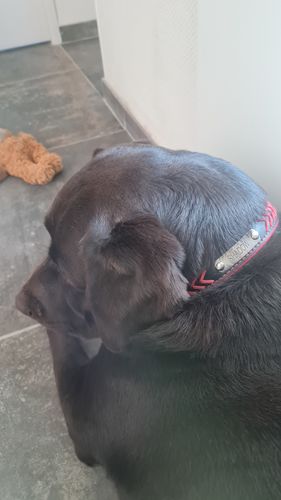 Customer photo review of Collier pour Chien Personnalisé Modèle Tressé