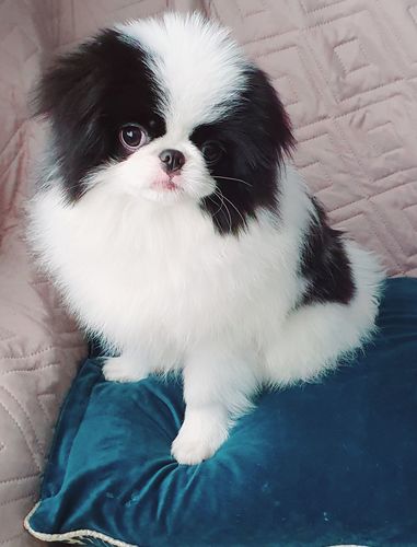 Customer photo review of I'm So Silky Shampoo