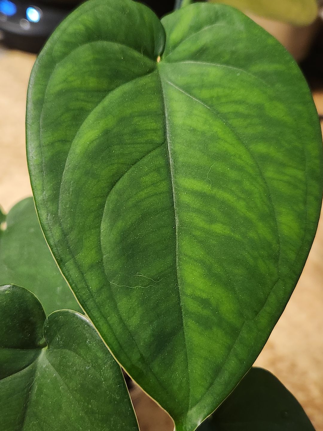 Customer photo review of 3" Syngonium chiapense