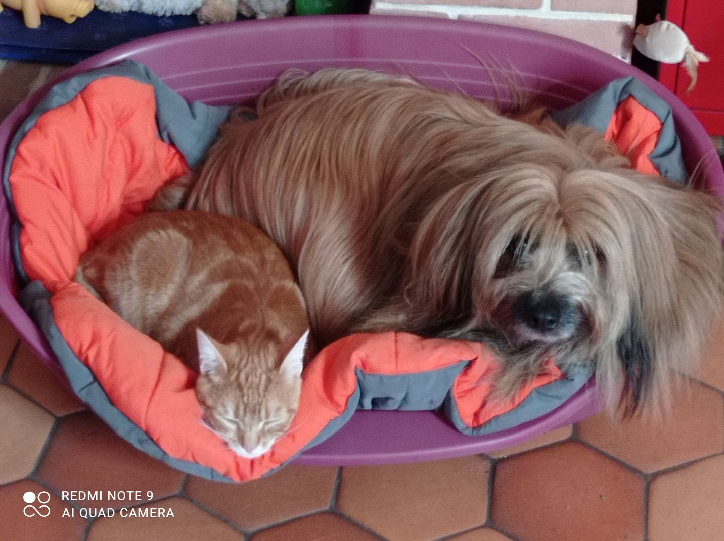Customer photo review of Croquettes de volaille riches en ingrédients frais (chat adulte)