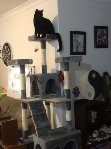 Customer photo review of Pawz Cat Scratcher Post Tree