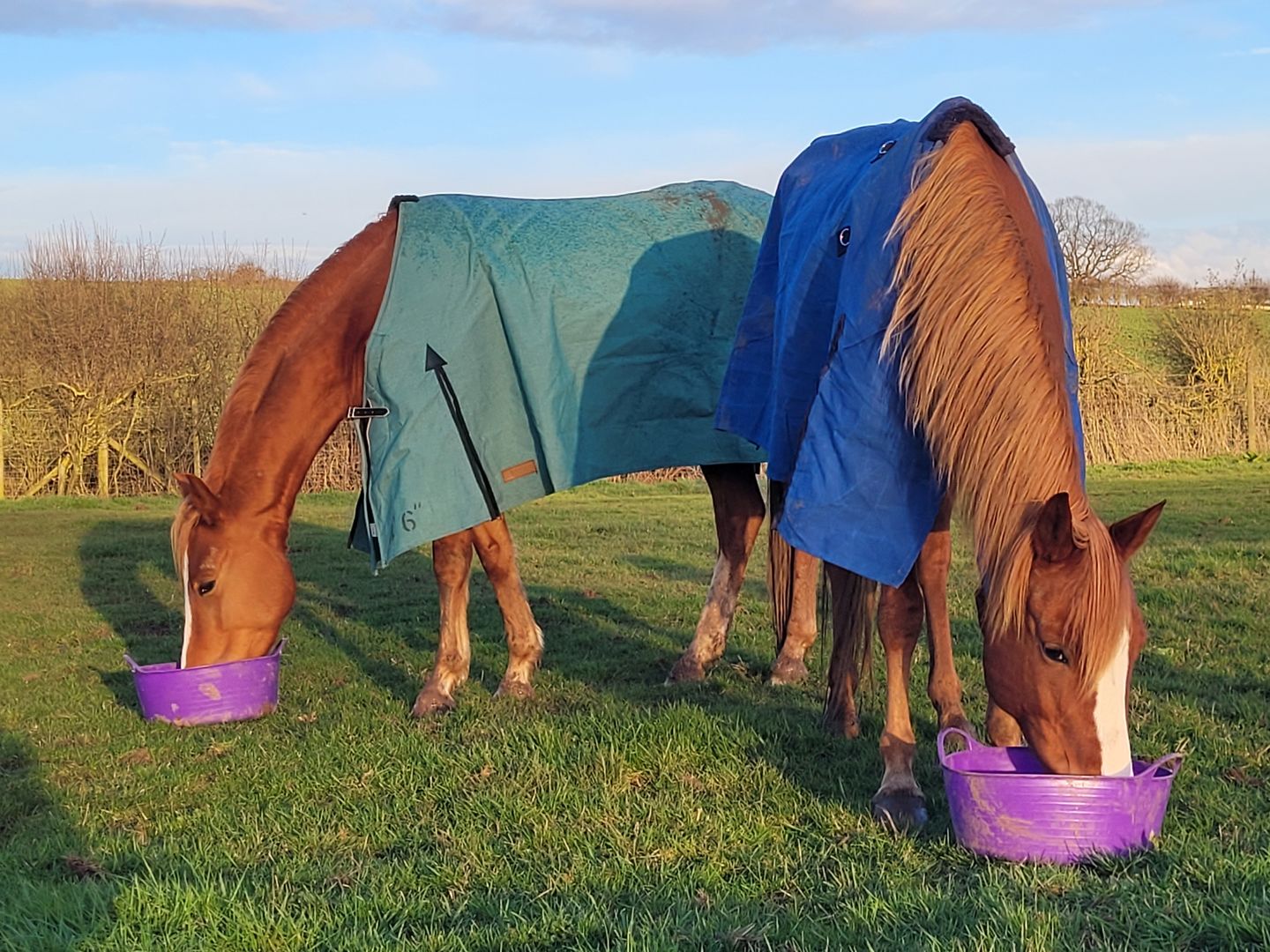 Customer photo review of Canvas Turnout Rug | New Zealand 18oz Wool Lined Rug