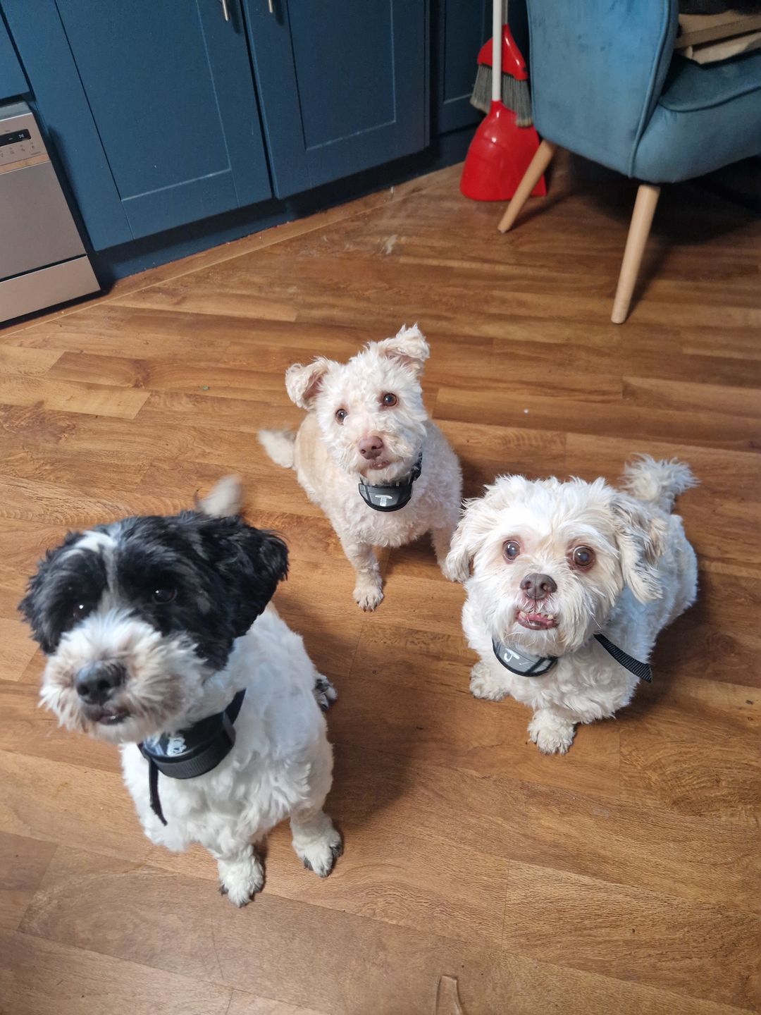 Customer photo review of Anti Bark Training Collar