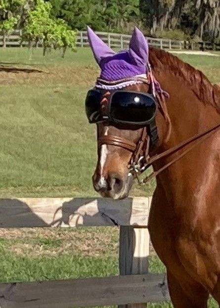 Customer photo review of eVysor - UV Horse Riding Goggles!