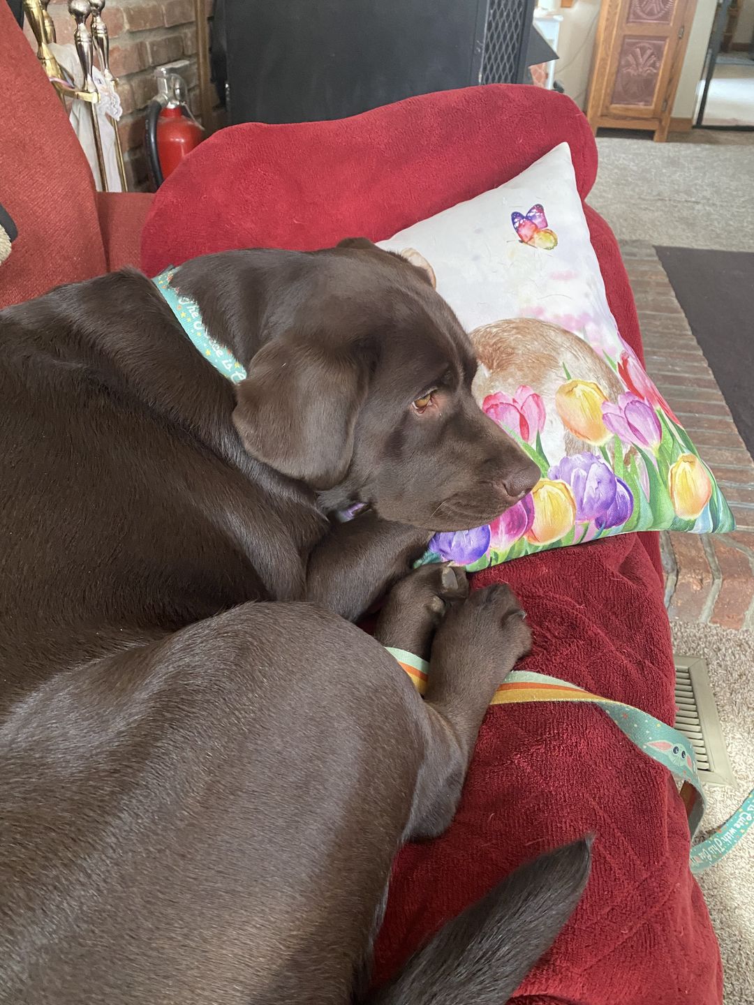 Customer photo review of Daily Support - Full Spectrum Hemp CBD Oil - For All Pets Over 20 Pounds