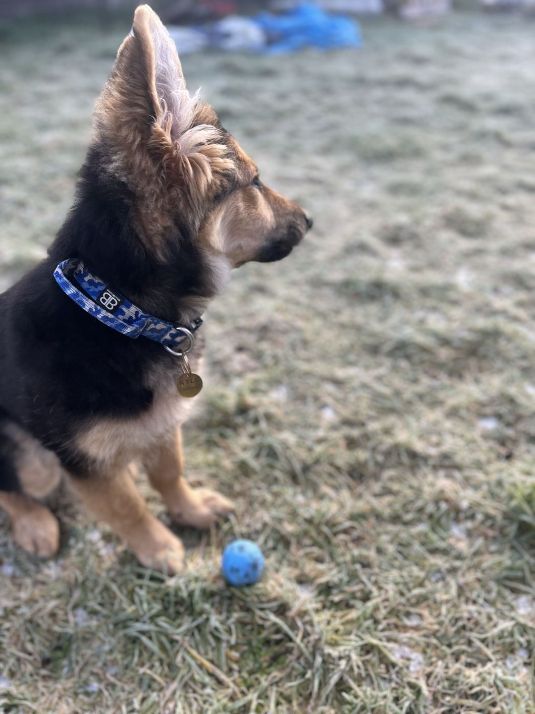 Customer photo review of ID Dog Tag - Rose Gold (With Gift Box)