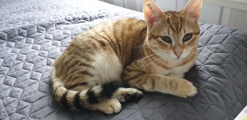 Customer photo review of Multipack d'effilés (chat stérilisé et chat adulte)