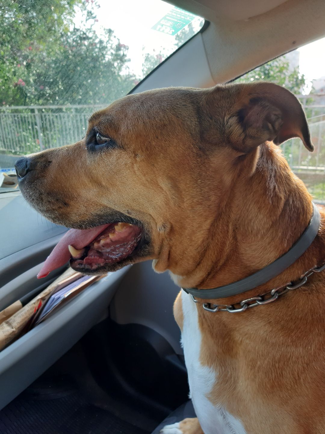Customer photo review of SERESTO CANI oltre 8 Kg – Contro pulci e zecche fino a 8 mesi