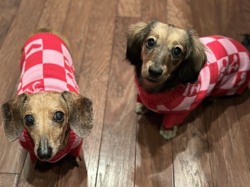 Customer photo review of Roll Neck Dog Knitted Love Sweater