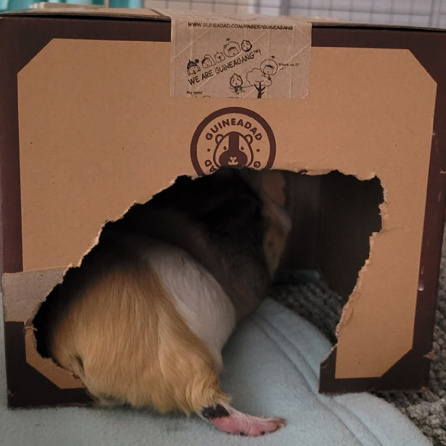 Customer photo review of Crunchy Condo (3 Pack)