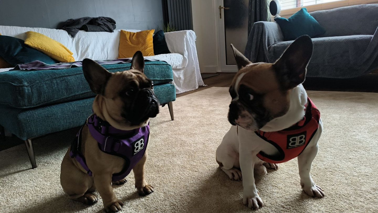 Customer photo review of Premium Comfort Harness | Non Restrictive & Adjustable - Purple