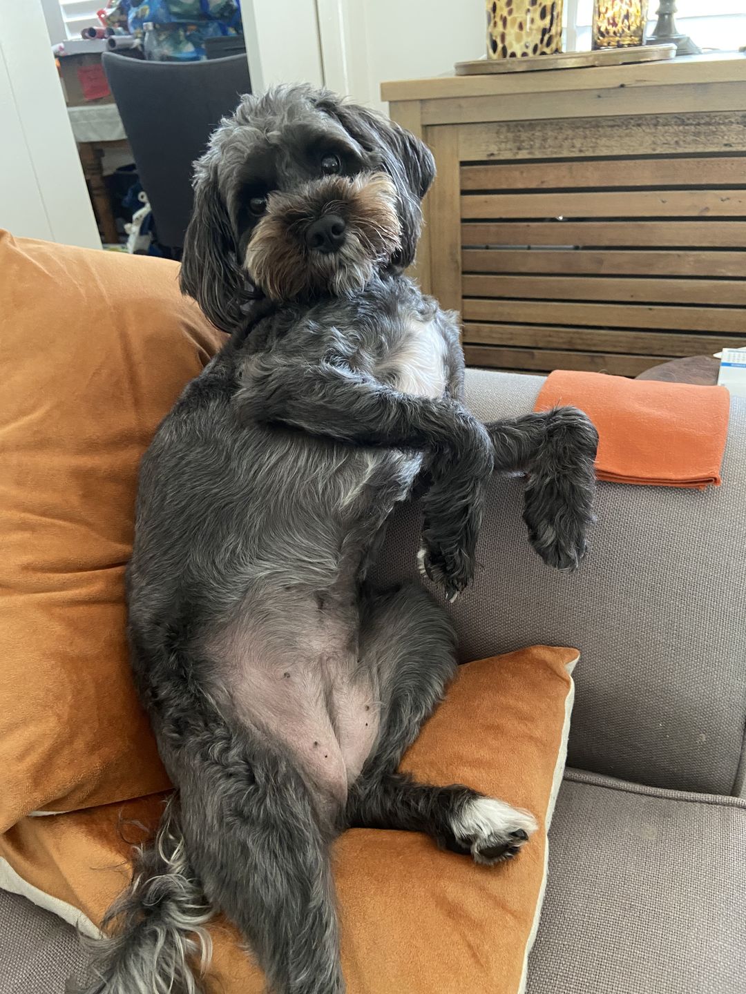 Customer photo review of Aussie Beef Puffs (High value treats)