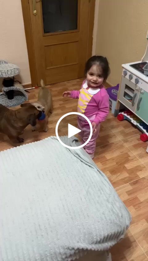 Customer video review of Cocido Natural de Cordero y Pollo fresco - Knatur (7,2KG -12 X 600gr)