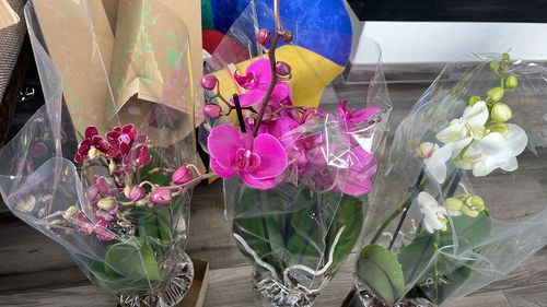 Customer photo review of Große Two of Us Orchideen Farbmix mit 3 Stielen im 3er Set