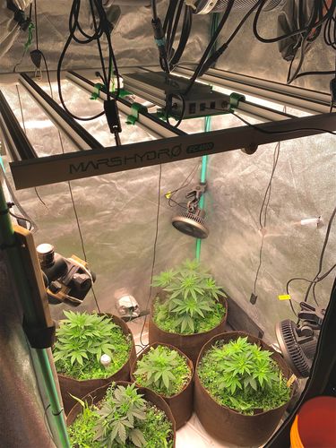 Customer photo review of Mars Hydro Smart FC 4800 LED Grow Light LM301B 480W