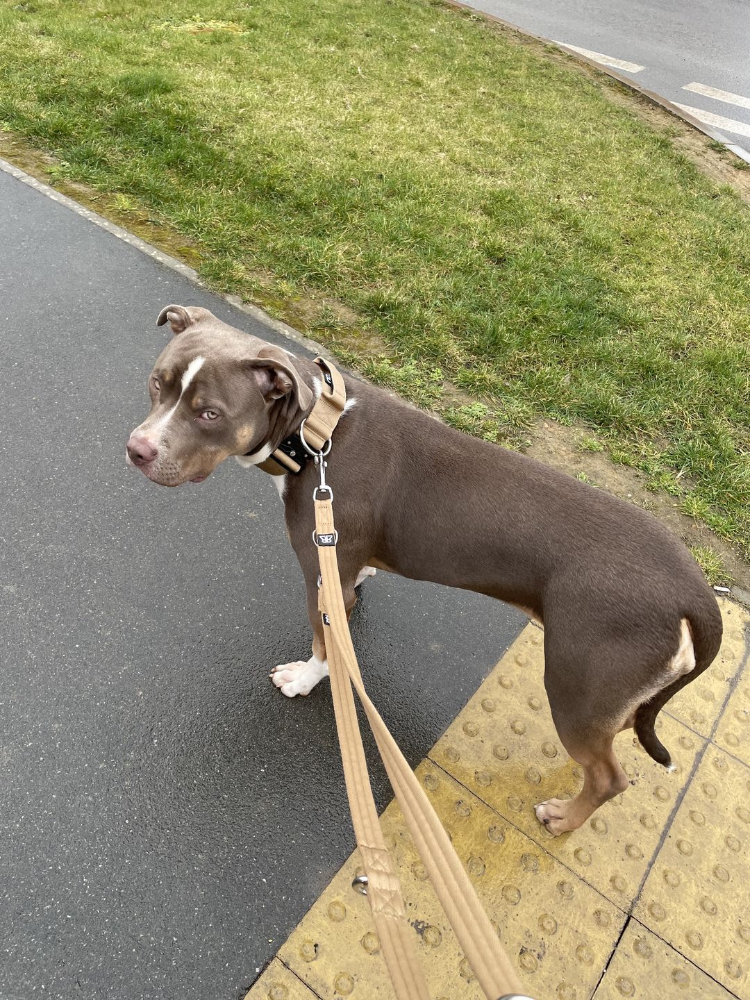 Customer photo review of Double Ended Training Lead | All Breeds - Durable & Soft 2m Lead - Military Tan