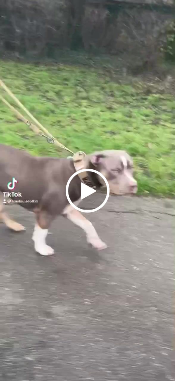 Customer video review of Double Ended Training Lead | All Breeds - Durable & Soft 2m Lead - Military Tan