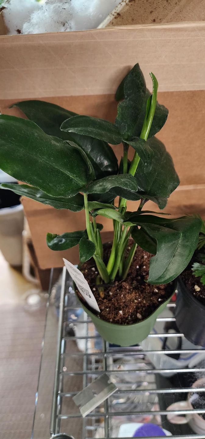 Customer photo review of 4" Syngonium auritum