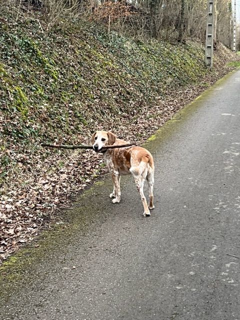 Customer photo review of Gelenkmix für Hunde mit Teufelskralle, Kurkuma & Glucosamin
