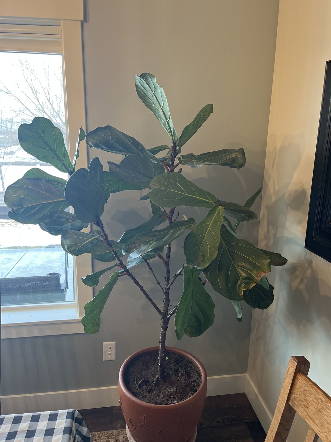 Customer photo review of Fiddle Leaf Fig Guide