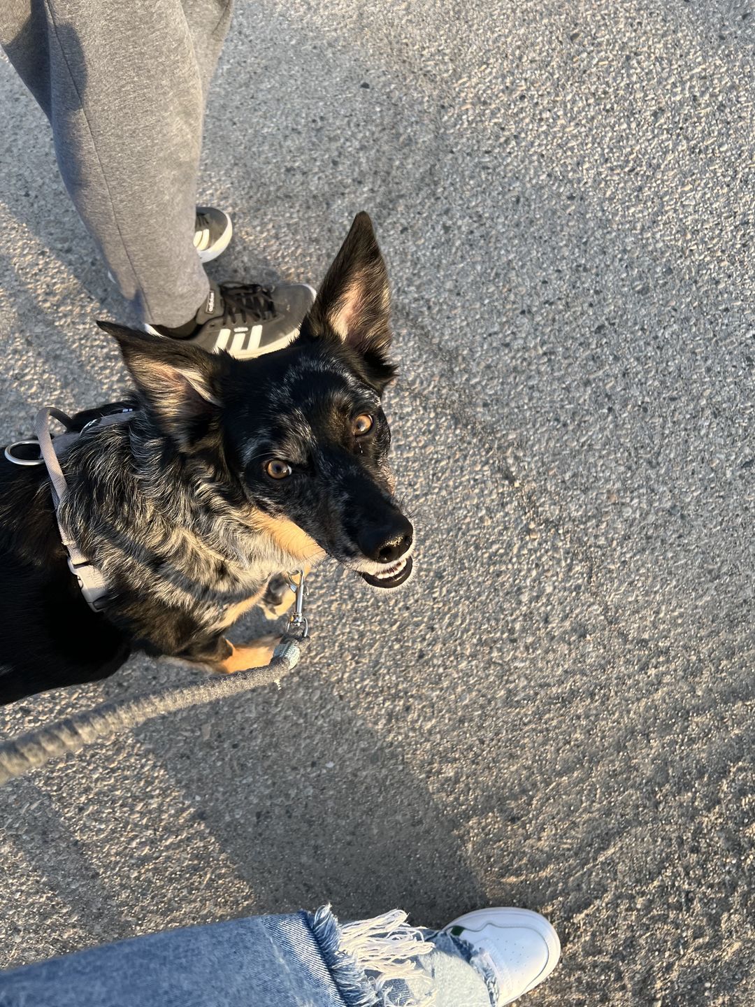 Customer photo review of 6-IN-1 Cotton Rope Dog Leash