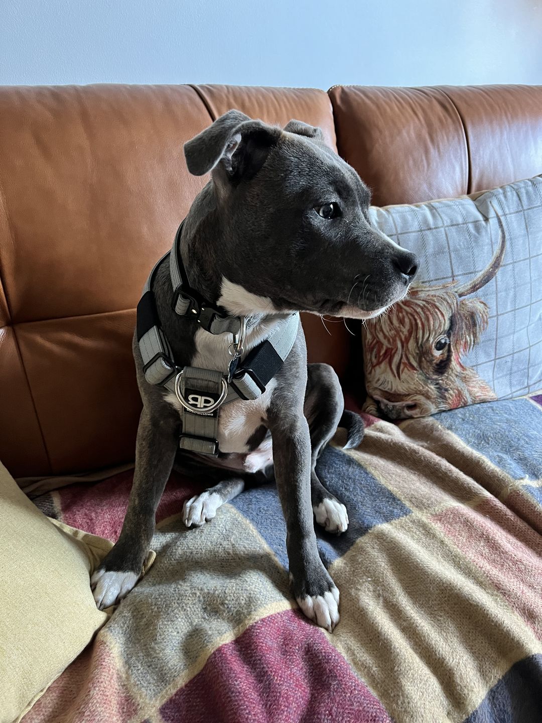 Customer photo review of 2.5cm Combat® Collar | With Handle & Rated Clip - Metal Grey v2.0