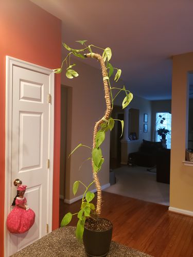 Customer photo of The Original Bendable Coir Pole™ - Best Seller (Tape Included) from Teresa G.