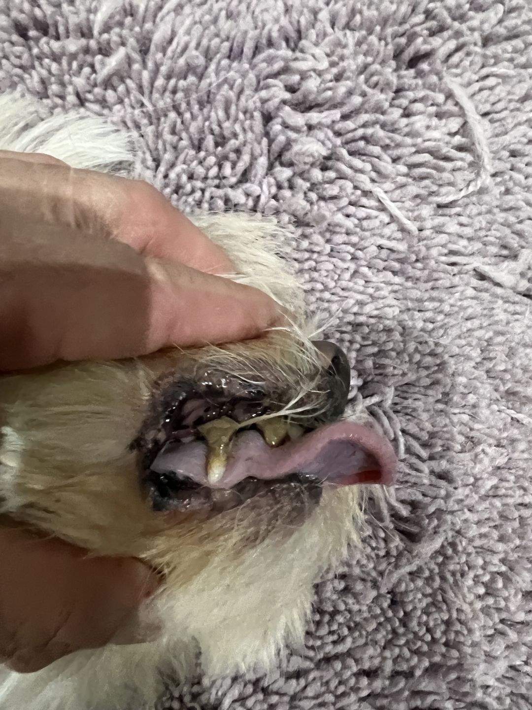Customer photo review of Oral Health for Dogs - Natural Remedy for Gingivitis, Bad Breath and Periodontal Disease